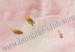hamster bladder stones