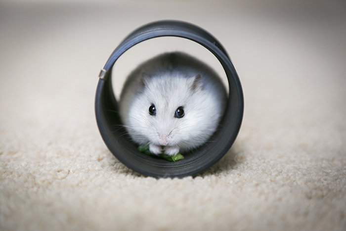 Hamsters in Australia