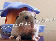 hamster age