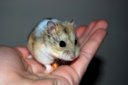 Dwarf Campbell Russian Hamster