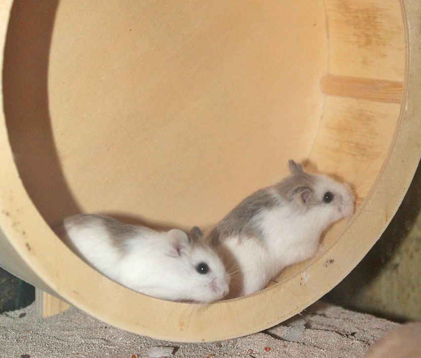 Roborovski Hamster